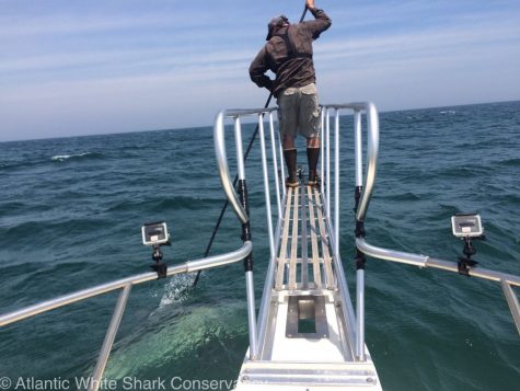 COURTESY OF THE ATLANTIC WHITE SHARK CONSERVANCY: Researchers tag the seventh shark of the season off the Coast of Cape Cod on Monday.