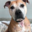 MSPCA_Daroo_81919