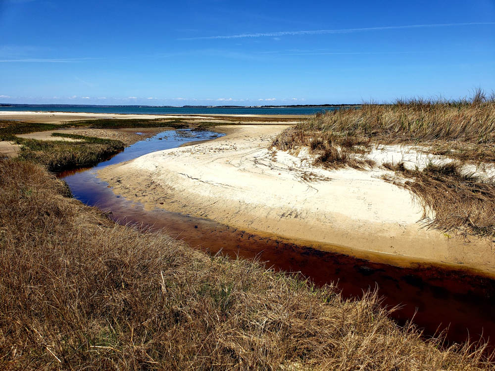 PHOTOS A Day Out at the Mass Audubon Long Pasture Wildlife Sanctuary