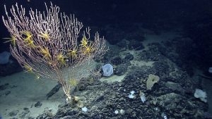 FILE - This undated file photo released by the National Oceanic and Atmospheric Administration made during the Northeast U.S. Canyons Expedition 2013, shows corals on Mytilus Seamount off the coast of New England in the North Atlantic Ocean. In the final months of President Barack Obama's term in 2016, conservationists are hoping he'll protect an underwater mountain and offshore ecosystem in the Gulf of Maine known as Cashes Ledge. They also want him to protect a chain of undersea formations about 150 miles off the coast of Massachusetts known as the New England Coral Canyons and Seamounts, including the Mytilus Seamount. (NOAA Office of Ocean Exploration and Research via AP, File)