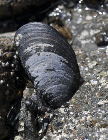 In this 2014 photo provided by the University of California, Irvine, a blue mussel clings to a rock at Mount Desert Island, on the Maine coast. A 2016 scientific study said the mussels, which are beloved by seafood fans, have declined dramatically in the Gulf of Maine. (Kylla Benes/University of California, Irvine via AP)