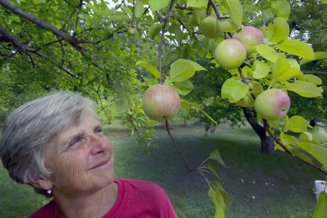 In this photo taken Wednesday Aug. 31, 2016 Laurie Loosigian of Apple Annie's Orchard looks at the few apples she has, in Brentwood, N.H. For apples in New England, this year's batch is a bit smaller for many farmers as they struggle with a drought affecting most crops. (AP Photo/Jim Cole)