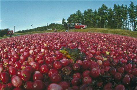 A green frog is seen relaxing on a bed of bright red cranberries as workers in the background prepare to start harvesting the bog of red berries in Carver, Mass., Sept. 28, 1990. (AP Photo/Charles Krupa)