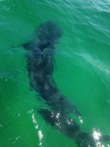 Researchers tagged a second shark off the Coast of Chatham Friday. Photo Courtesy of the Atlantic White Shark Conservancy.