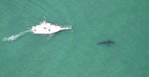 Courtesy of the Atlantic White Shark Conservancy.  Researchers spotted a large great white shark off the coast of Orleans on Sunday.