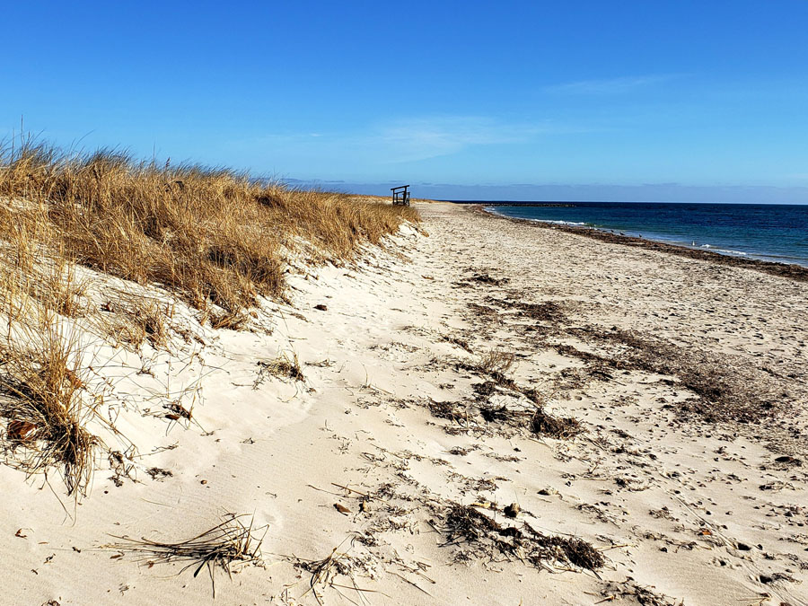 PHOTOS All Blues at Seagull Beach in West Yarmouth
