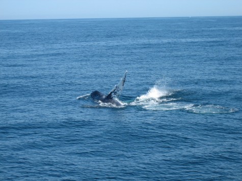 Whale Watching on Cape Cod