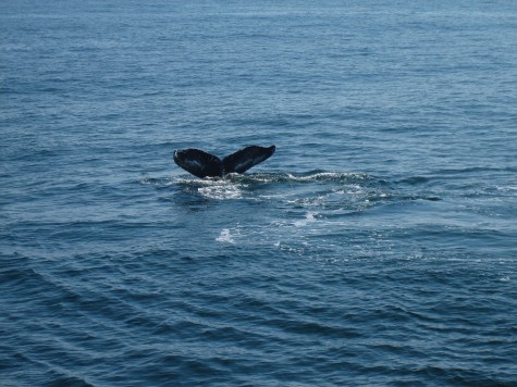 Whale Watching on Cape Cod