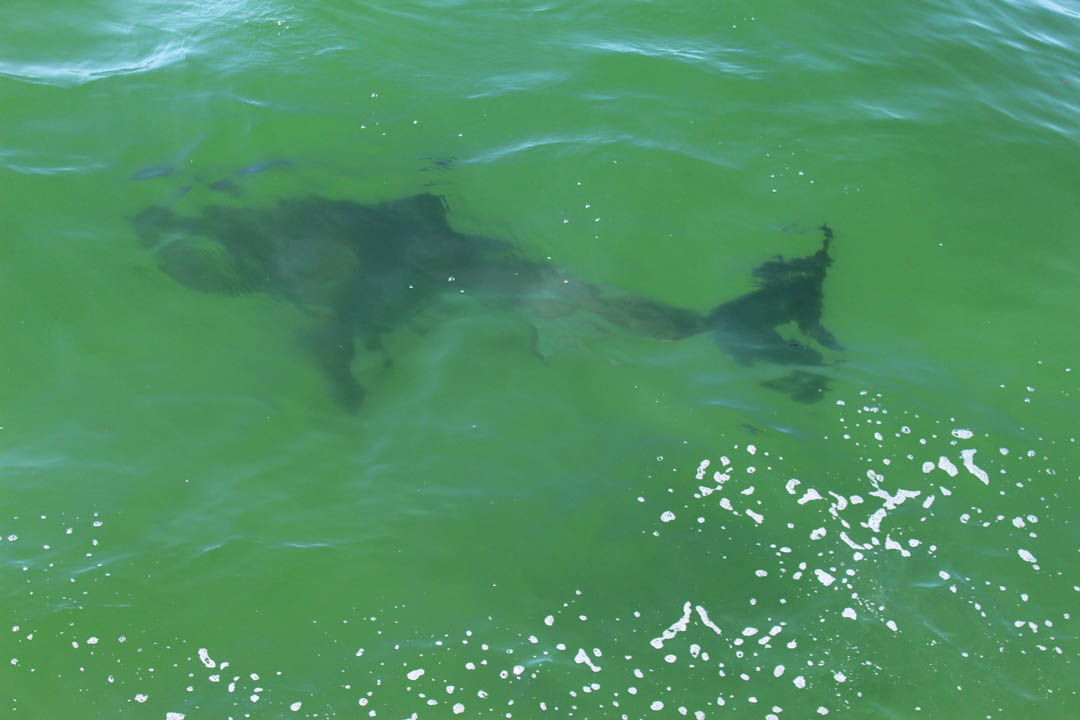 Researchers Looking For Ways to Predict White Shark Presence - CapeCod.com News