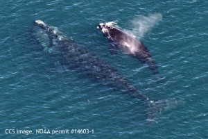 Right whale #1233 with her 2016 calf in Cape Cod Bay on March 27, 2016. CCS image, NOAA permit #14603.