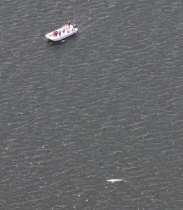 Courtesy of IFAW. A photo of the beluga whale seen in the Taunton River on June 18.