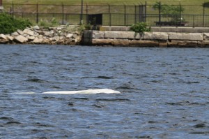 A glimpse of the beluga whale that was seen in the Taunton River on June 18.