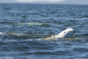 Beluga Whale seen off the coast of the Solovetsky Islands located in the White Sea, Russia. The beluga whale is a small toothed whale that is white as an adult. It has no dorsal fin and has a blunt head.
