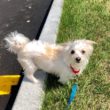 Will You Help Us Find a Home for Bubba?