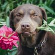 Top 10 Cutest Pet Finalists Revealed