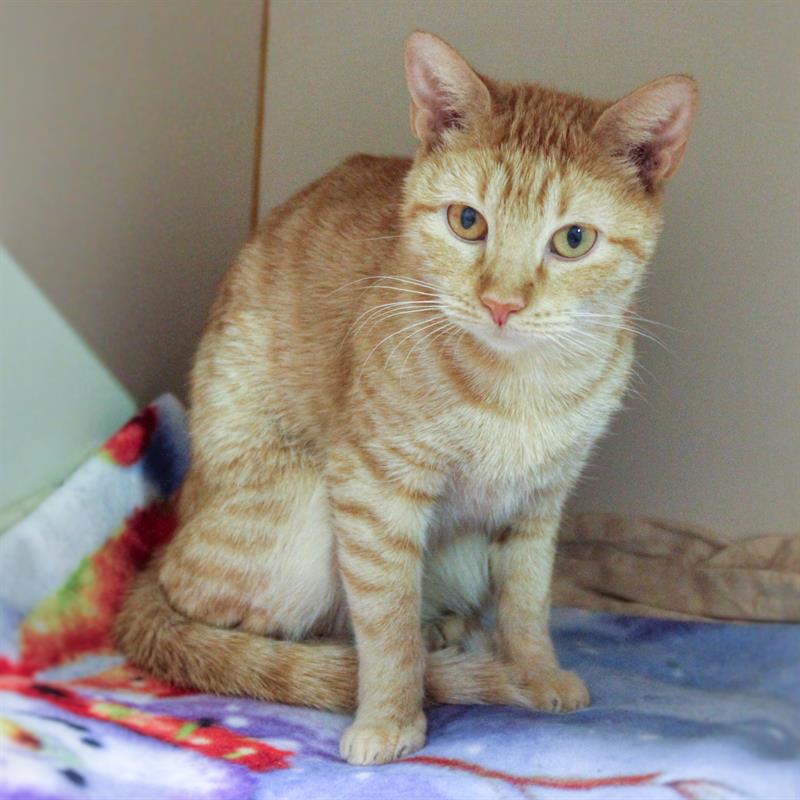 Waggin' Wednesday Meet Butters The Cat (With Video)