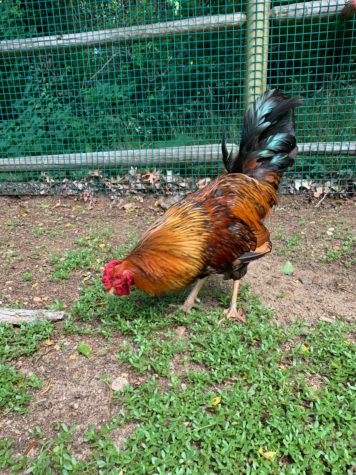 Gummiberry The Friendly Rooster at ARL