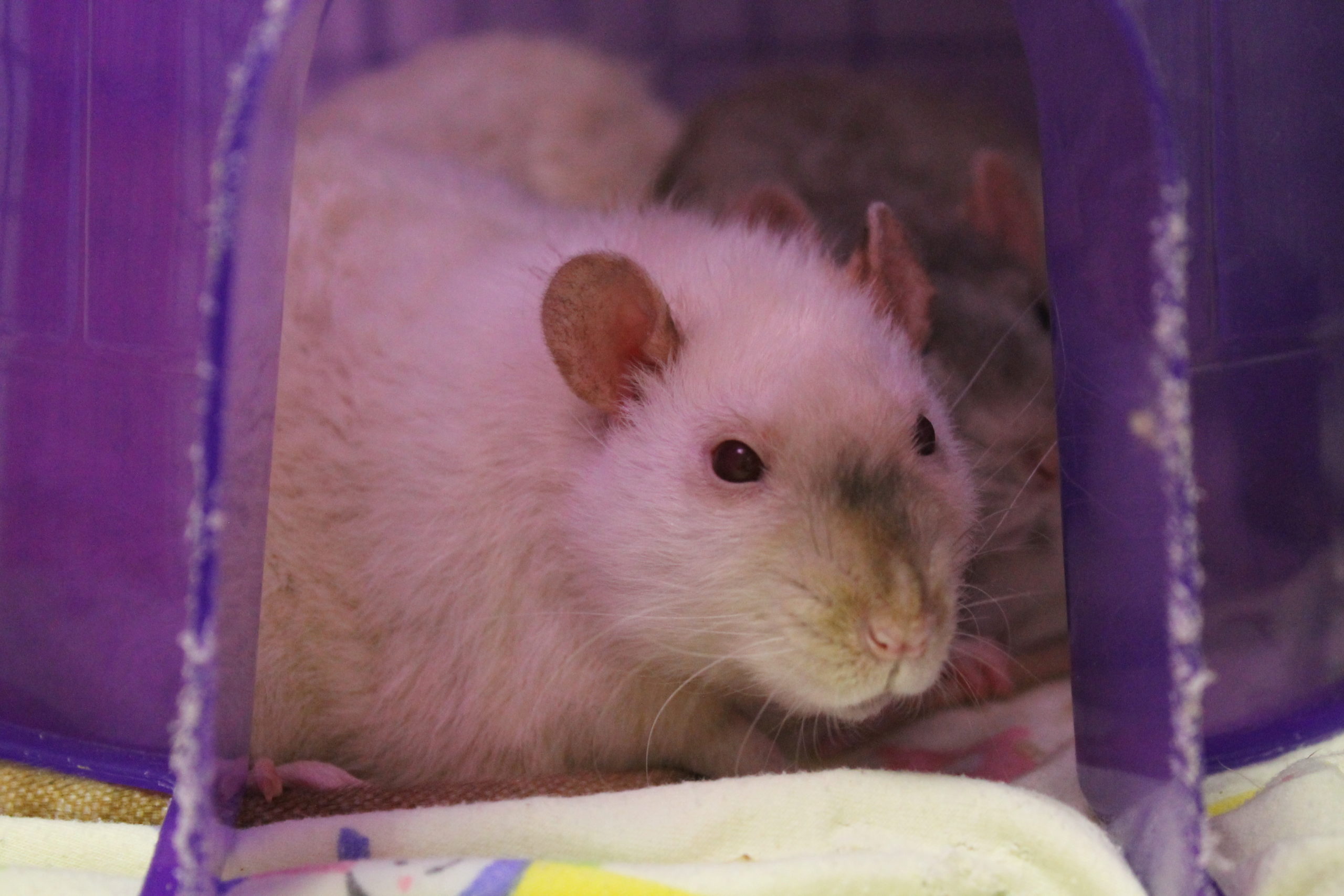 pets at home rats for adoption