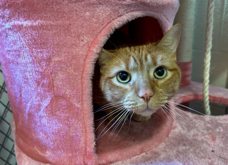 Waggin' Wednesday A Purrfect Pair Of Cats (WATCH THE VIDEO HERE