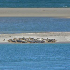 Chatham-Photowalk-MAY-2016.-SEALS-HAULED-OUT-OFF-LIGHTHOUSE-BEACH--350x350