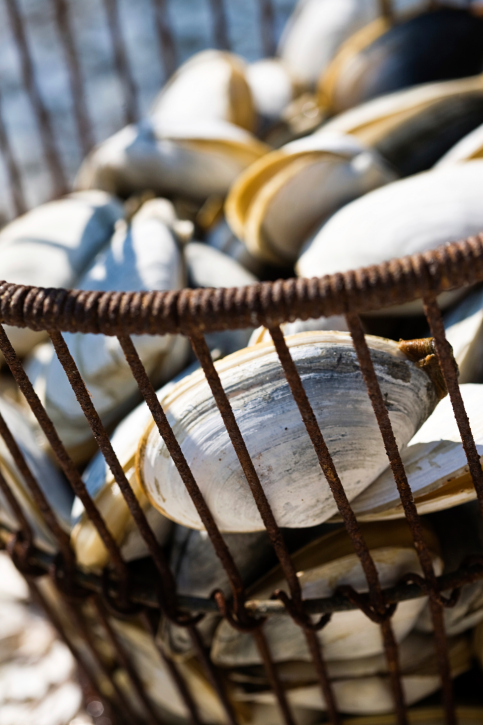 Clams