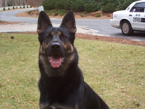 COURTESY OF YARMOUTH POLICE Clark, a Yarmouth Police K9, is retiring.