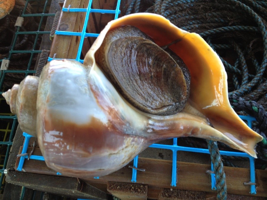 Looking for a good Conch recipe?