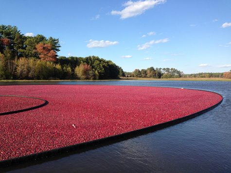 COURTESY OF THE CAPE COD CRANBERRY GROWERS ASSOCIATION