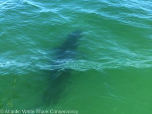 Courtesy of the Atlantic White Shark Conservancy