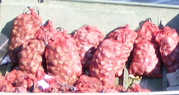 And a closer look at part of a one-day haul, amounting to about three dozen of bags. The harvesting lasted 3½ days.