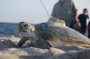 Turtle equipped with a transponder.