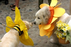 COURTESY NANTUCKET CHAMBER OF COMMERCE/MICHAEL GALVIN Event the dogs are dressed up for Daffodil Festival.