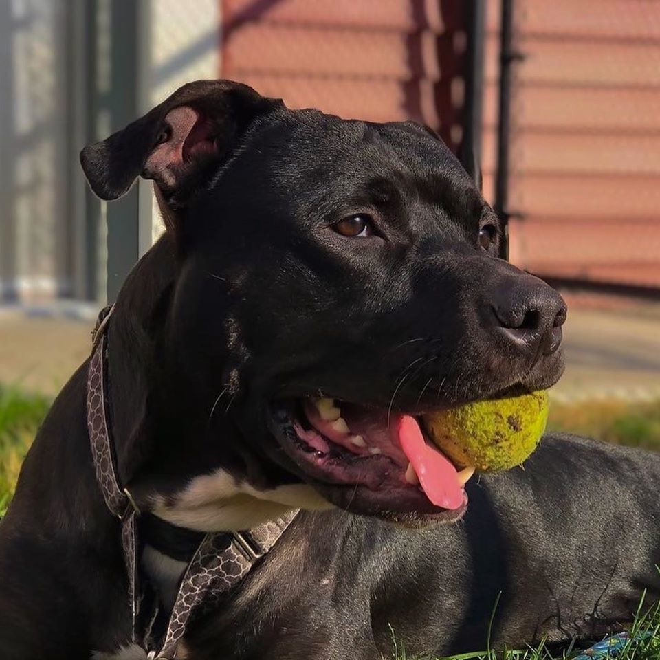 MSPCA Cape Cod Offers Winter Pet Safety Tips