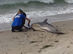 A Dolphin was found dead in West Dennis Friday.