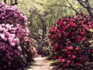 The Dexter rhododendrons at Heritage Museums and Gardens in Sandwich.