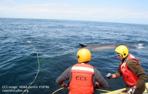 PHOTO COURTESY: Center for Coastal Studies. Responders used a thrown grappling-hook to attach a working line and buoy to the entanglement. CCS image taken under NOAA permit #18786