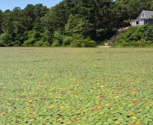 COURTESY OF THE BREWSTER PONDS COALITION Elbow Pond choked with pond plants.