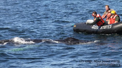 The response team used sharp knives on long poles to cut away the rope. CCS image taken under NOAA permit #18786