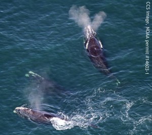 Three rare North Atlantic right whales photographed in Cape Cod Bay by Center for Coastal Studies aerial survey team on February 21, 2016. CCS image taken under NOAA permit #14603-1. 