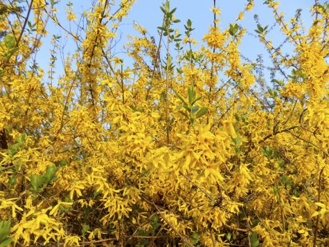 Forsythia