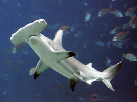 FILE - In this Oct. 27, 2005 file photo, a hammerhead shark swims in a large tank at the Georgia Aquarium in Atlanta. Elephants, rhinos, sharks and manta rays are among the animals that could be getting more international protection at the triennial meeting of the Convention on International Trade in Endangered Species of Wild Fauna and Flora. (AP Photo/John Bazemore, File)