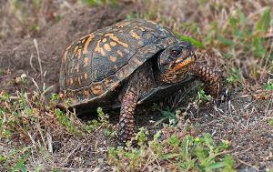 Harwich Turtle