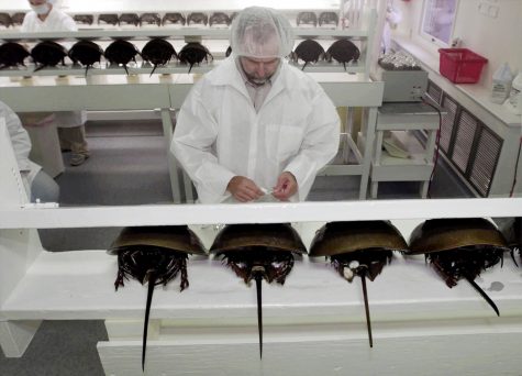 FILE - In this Aug. 1, 2000 file photo, technician Tom Bentz prepares a group of horseshoe crabs for bleeding at a lab in Chincoteague Island, Va. Environmental regulators studying the harvesting of horseshoe crabs that are drained of some of their blood for biomedical use say they need to get a firmer handle on how many die as part of the process. The prehistoric-looking crabs typically are taken to labs, are drained of about a third of their blood and then are released alive into the same bodies of water where they were found, a spokeswoman for the commission said on Tuesday, Aug. 16, 2016. (AP Photo/Steve Helber, File)