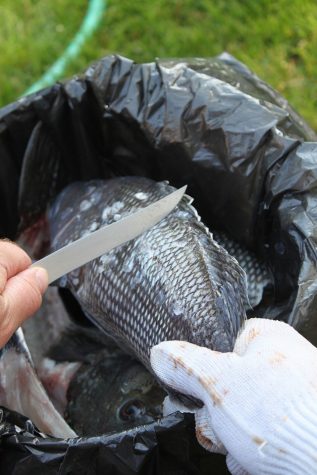 Use a knife blade to scrape away scales.