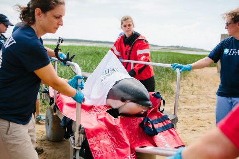 COURTESY OF THE INTERNATIONAL FUND FOR ANIMAL WELFARE: IFAW crews rescue a stranded whale last week on the Outer Cape.