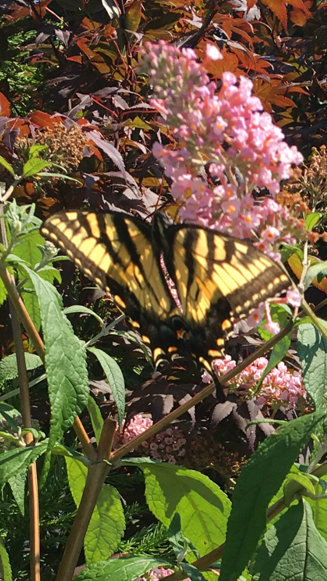 Gardening For Pollinators Capecod Com