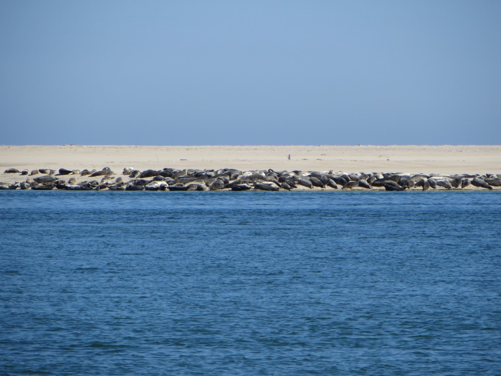 Lighthouse Beach, Seals