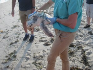 CCB MEDIA PHOTO A sea turtle gets released into the ocean off of West Dennis Beach.