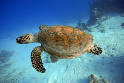 Sea Turtles Cape Cod