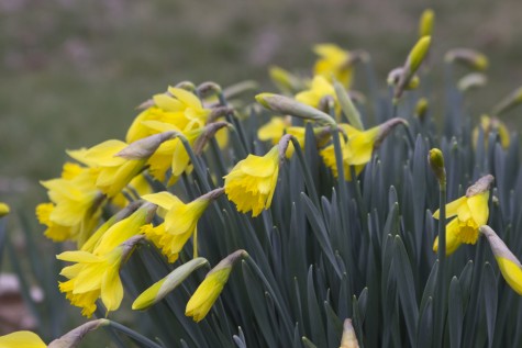 KA_Daffodils_Spring Flowers_buds_031416008